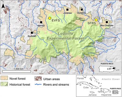 Invasive Species in Puerto Rico: The View From El Yunque